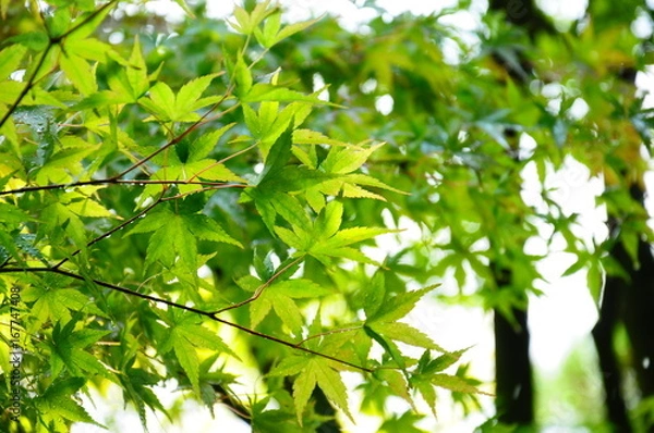 Obraz 夏の緑のもみじ