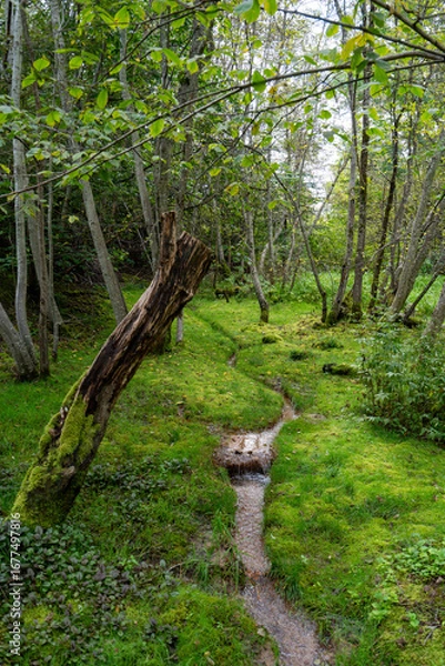 Fototapeta A landscaped garden park with a wooden pathway, a small stream, and decorative moss sculptures shaped like birds, surrounded by lush green forest.