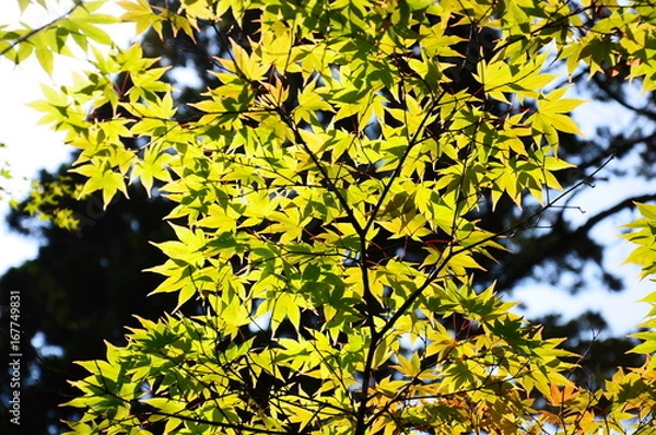 Fototapeta 京都のもみじ