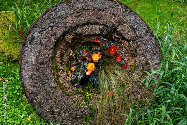 Fototapeta An old stone or concrete wheel in a garden with bright orange and red flowers planted in its center, creating a natural decorative composition.