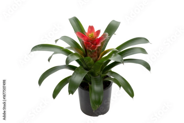 Obraz A vibrant red bromeliad plant in a black pot, isolated on a transparent background. background removed