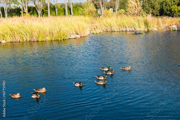 Fototapeta Landscape of the lake in autumn