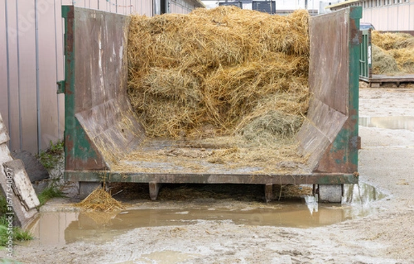 Fototapeta A waste container with straw and manure outdoors with water puddles. 