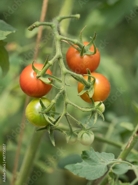 Fototapeta トマト畑