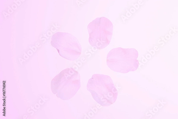 Fototapeta 桜の花びら