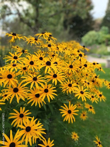 Obraz Blühender Sonnenhut in einem Garten