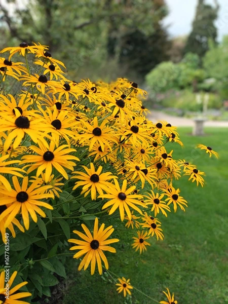 Obraz Blühende Sonnenhüte in einem Garten