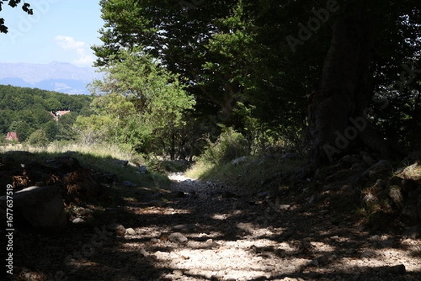 Fototapeta forest in the mountains