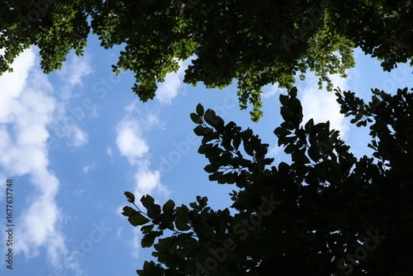 Fototapeta tree in the sky
