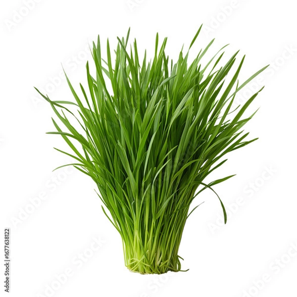 Fototapeta Bunch of Fresh Green Wheatgrass isolated on a transparent background