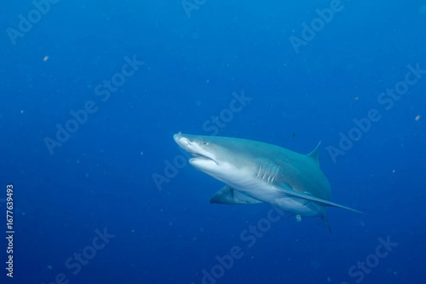 Obraz Lemon shark swimming in blue ocean