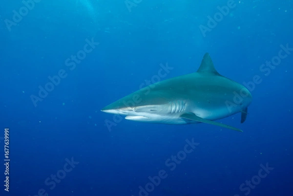 Fototapeta Closeup of sandbar shark in the ocean