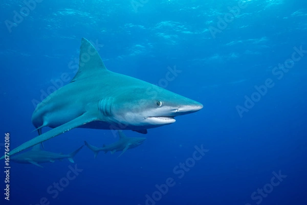 Obraz Closeup of silky shark in the ocean