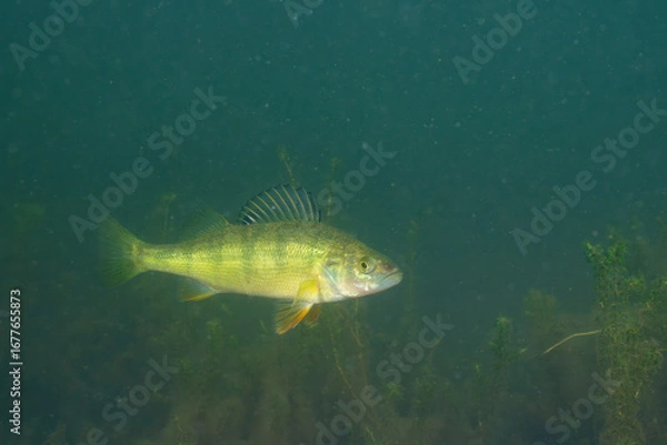 Obraz Yellow perch swimming in a lake