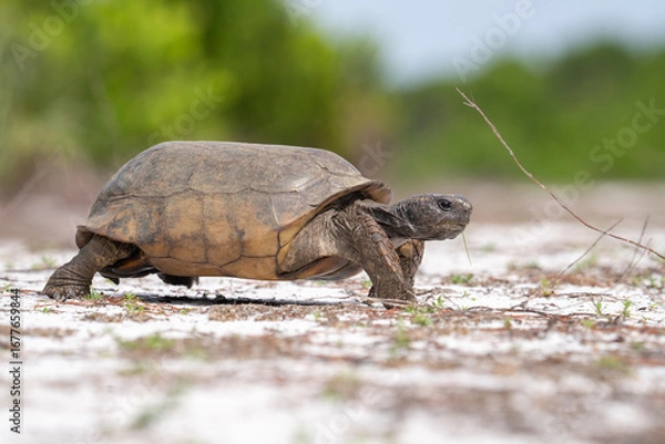 Obraz Adult gopher tortise on the move