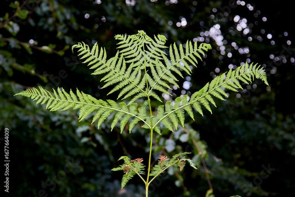 Fototapeta green leaves of a fern in a forest, dark green background