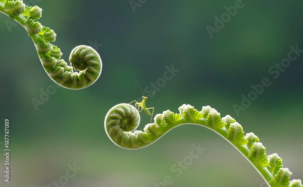 Fototapeta Mała modliszka gotowa do skoku