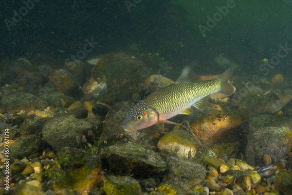 Fototapeta Horny head chub in a rocky creek