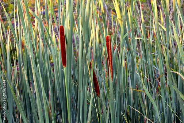 Fototapeta cattail wall