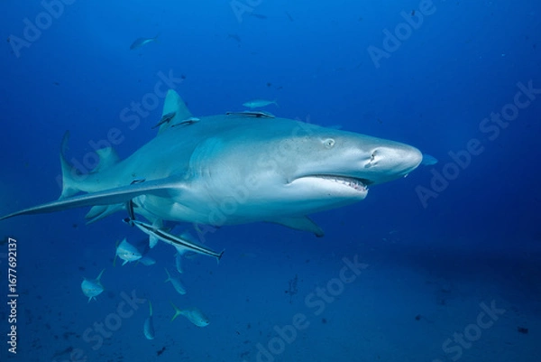 Obraz Lemon shark swimming with school of fish