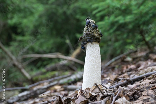 Obraz Stinkmorchel ( Phallus impudicus )