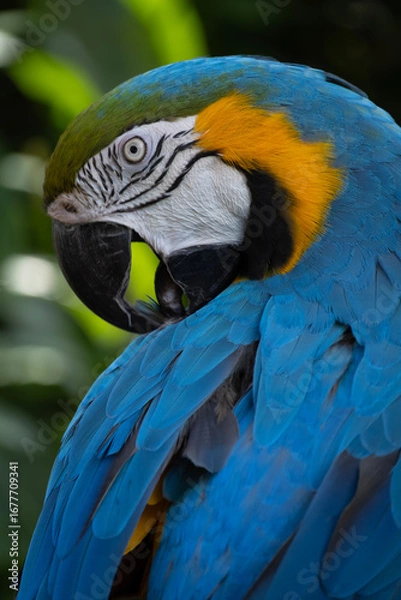 Obraz blue and gold macaw 