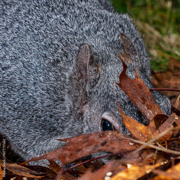 Fototapeta Western Grey Squirrel (Sciurus griseus) searches for acorns in the leaves. Western Oregon.