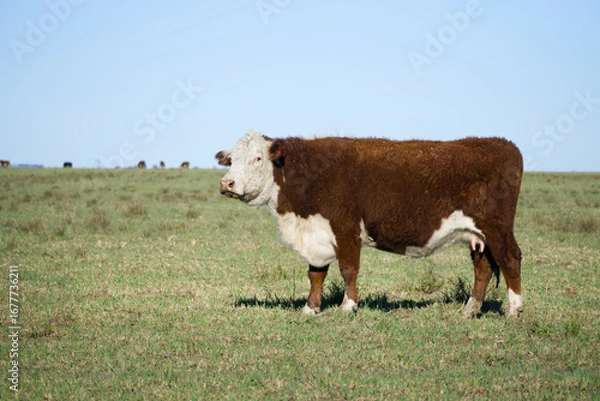 Fototapeta Polled hereford cow looking at the camera on grassy field