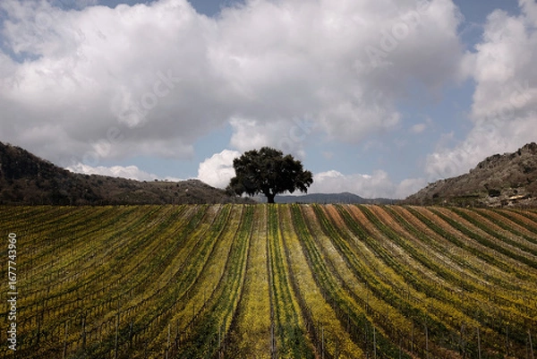 Obraz Campo con albero
