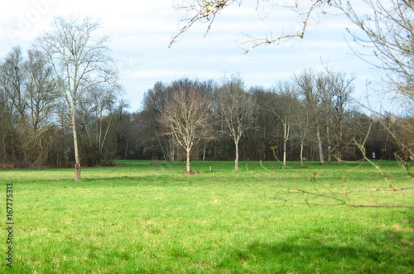 Fototapeta Big sunny space, with a row of tree without leafs.