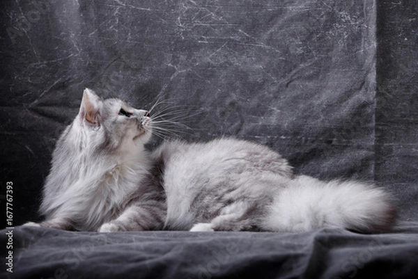 Obraz cat lying on the floor