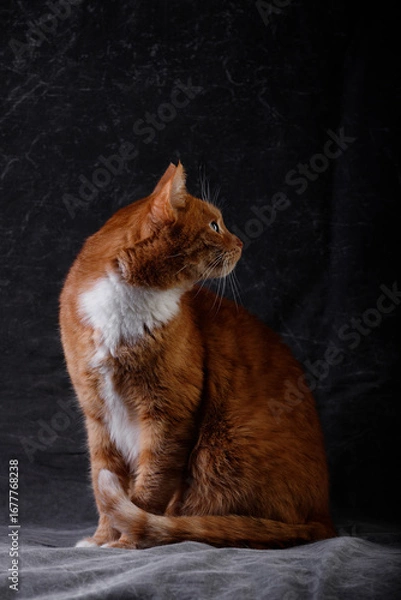 Obraz cat in the snow