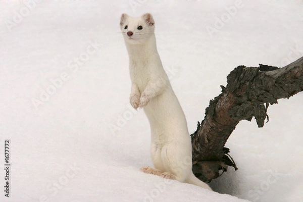 Obraz ermine