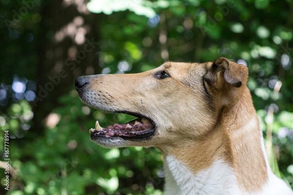 Fototapeta Side portrait of an attentive Smooth Collie (purebreed) 