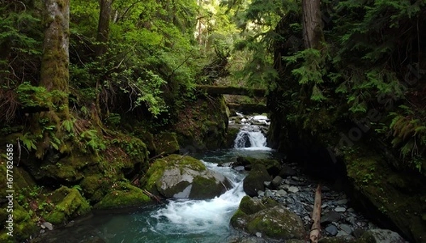 Fototapeta Lush, flowing creek in a dense forest