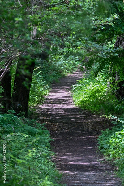 Fototapeta 新緑のハイキング道