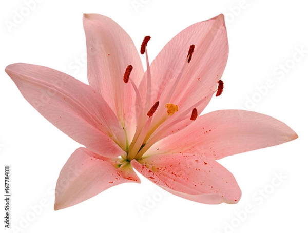 Obraz Beautiful pink lily