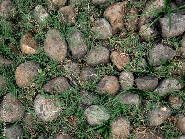 Fototapeta Rocks Textured with thin grass Cover it in natural yard