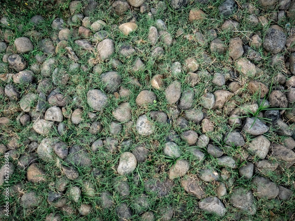 Obraz Rocks and Grass A Natural Ground Cover on abandoned backyard