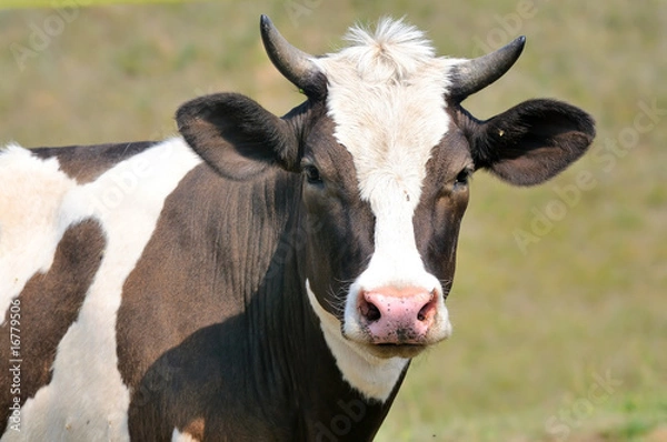 Obraz domestic cow