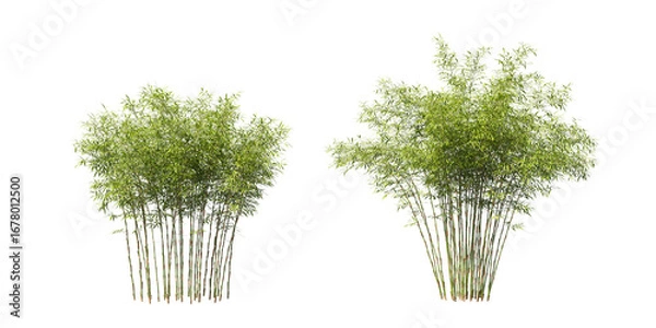 Obraz Cut out fresh bamboo collection on transparent backgrounds. high quality 3d rendering. png format	