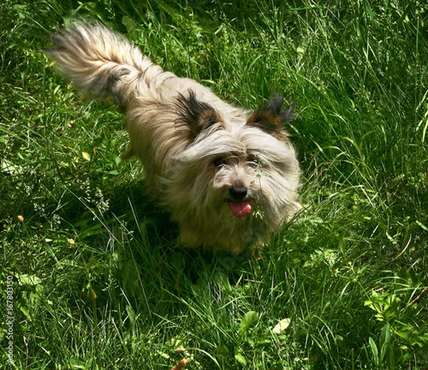 Fototapeta yorkshire terrier on the grass
