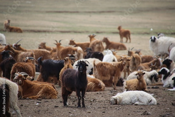 Obraz Mongolia