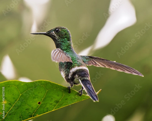 Obraz Green Thorntail