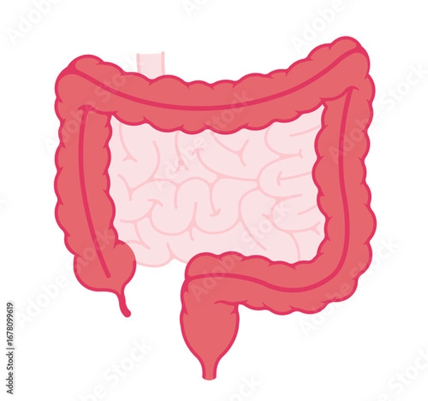 Fototapeta Large intestine anatomy vector illustration ( no text )