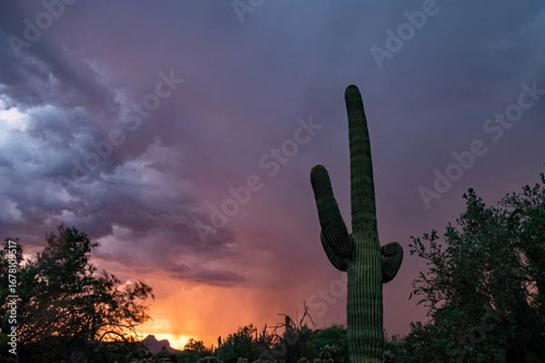 Fototapeta Saguaro Cactus and lightning at sunset with colorful clouds