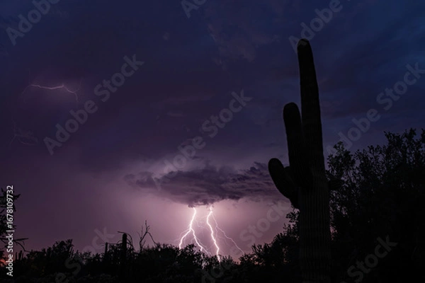 Fototapeta Saguaro Cactus and lightning at sunset with colorful clouds