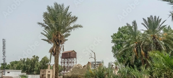 Fototapeta View of Date Palm Trees in Pakistan