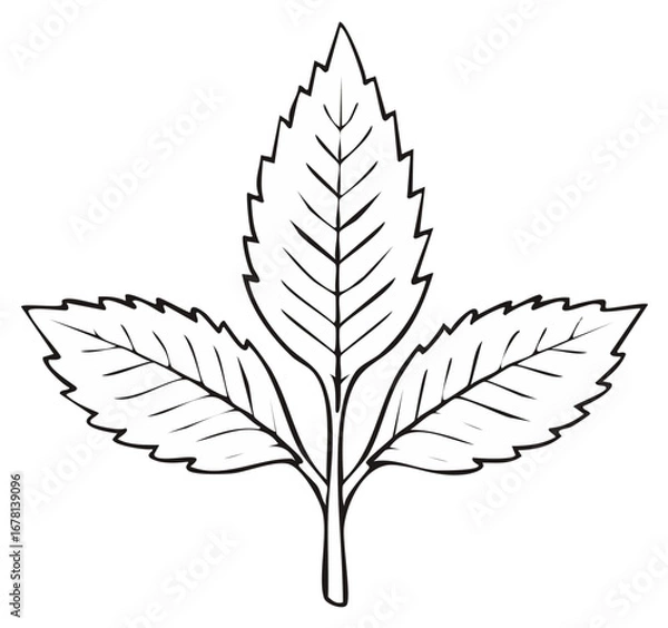 Fototapeta Detailed Line Art of Three Leaves with Serrated Edges Pointing Upward