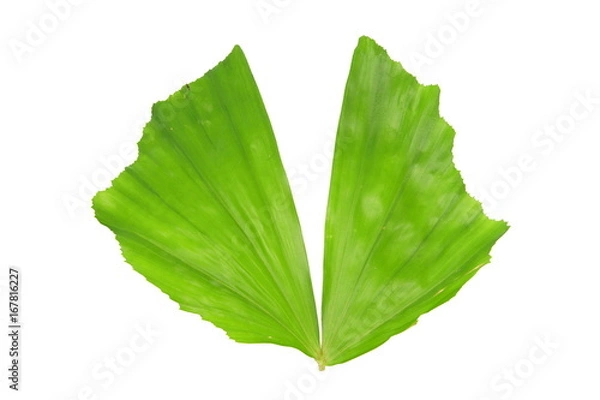 Obraz Fishtail palm, Caryota mitis lour leaf isolated on white background